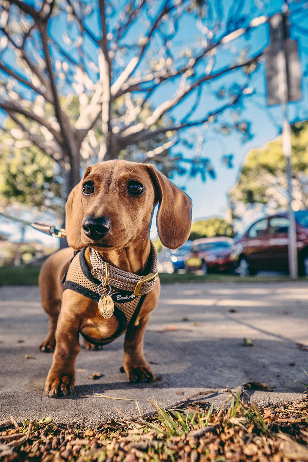 Tilly the dachshund out for an afternoon walk in Los Angeles